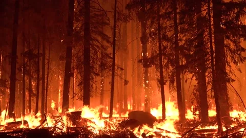 2021 - The Dixie Fire burns unchecked in a forest in Northern California at Stock Footage 159131919