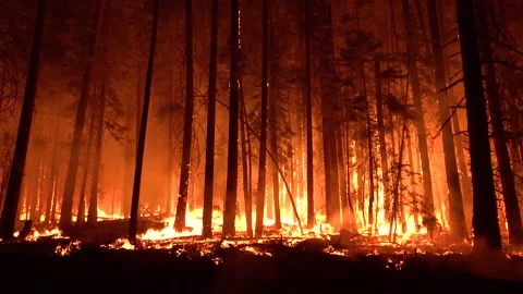 2021 - The Dixie Fire burns unchecked in a forest in Northern California at Video stock 159131931