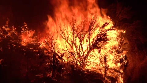 2021 - The Dixie Fire burns vegetation in a forest in Northern California at 库存影片 159131899