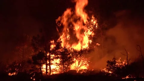 2021 - The Dixie Fire burns vegetation in a forest in Northern California at Stock Footage 159131914