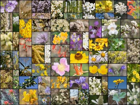 2021 NATIVE PLANT BLOOM SUMMARY COLLAGE Stock Photos