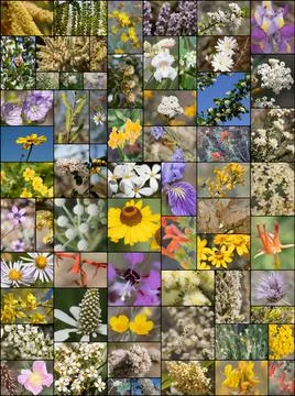 2021 NATIVE PLANT BLOOM SUMMARY COLLAGE Stock Photos