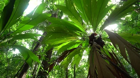 2021 - The sun shines through the underbrush of a Costa Rican rainforest. Stock Footage 155751561