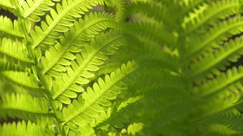 20210528 Z7 0141B Stock Footage 300895129
