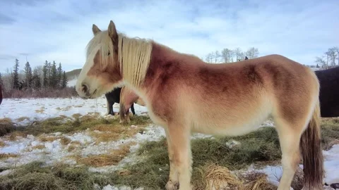 2022-01 Winter Horses side Stock Footage 168662424