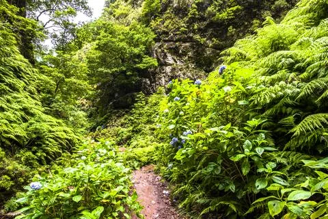 2022 08 19 Madeira path Stock Photos