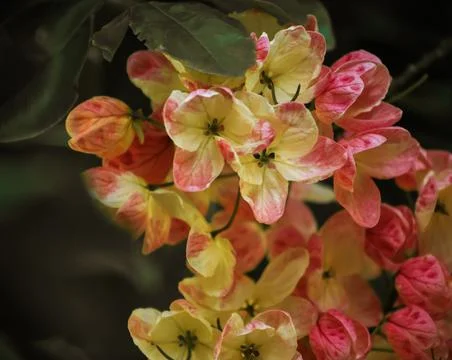 2022 08 August 10, 2022 Lahaina Hawaii 00001 Foto stock