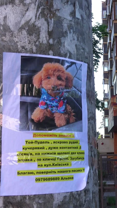 2022 - a poster for a missing cute lost puppy dog amidst the destruction of Stock Footage 303985986