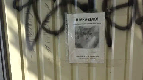 2022 - a poster for a missing lost cat amidst the destruction of Irpin, Ukraine Stock Footage 205464494