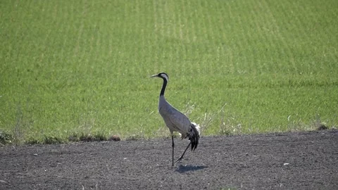 2022 slow eurasian crane steps backward Video stock 232599002