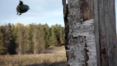 2022 slow fall blue tit makes nice turn Video stock 232599007