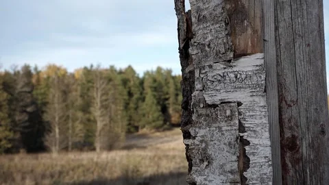 2022 slow fall Eurasian blue tit nice landing- Video stock 232599010