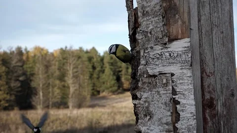2022 slow fall great tit chases away blue tit- Video stock 232599012