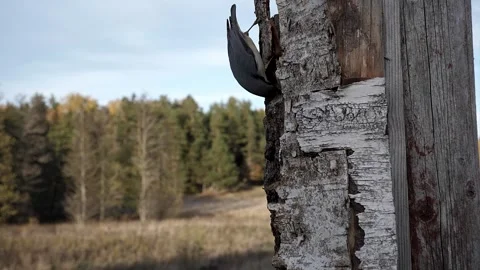 2022 slow fall nuthatch jabs takes flies Video stock 232599028