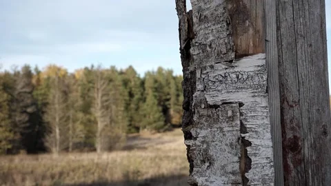 2022 slow fall nuthatch lands eats Video stock 232599090