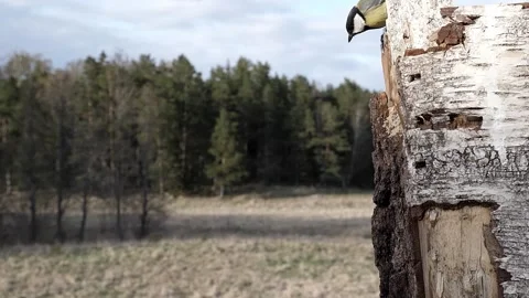 2022 slow great tit down to hole to eat Stock Footage 232599091