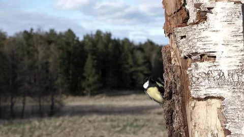 2022 slow great tit throws 3 seeds Video stock 232599182