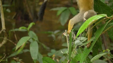 2022 - Slow-motion is used to capture a squirrel monkey eating leaves in the Stock Footage 232797933