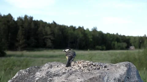 2022 slow tit leaves with nut rock Video stock 232599331