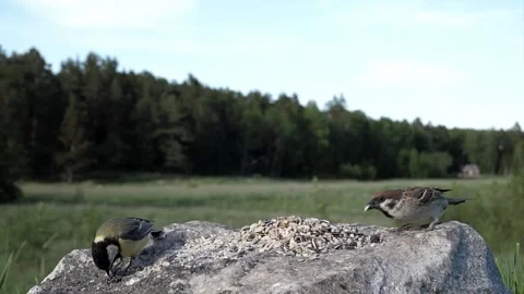 2022 slow two birds share rock food Stock Footage 232599345