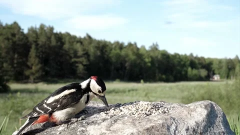 2022 slow woodpecker eats rock Video stock 232599356