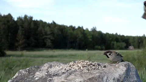 2022 sparrows scared by something Stock Footage 232599405