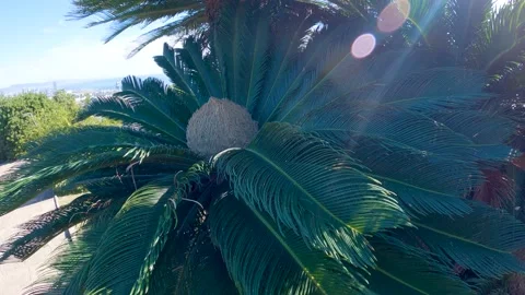 2022 Viewpoint Mirador de l'Alcalde Cycas Flower Barcelona Catalonia Spain Video stock 236833053
