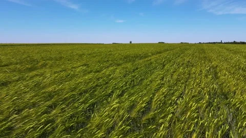 2022 wheat field world hunger crops drone war ukraine sprouts russia Stock Footage