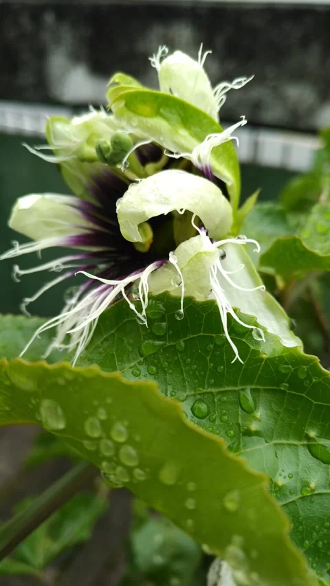 20220109 Windy rain hiting passion fruit flower in urban area. Sound of traffic. Stock Footage 252511649