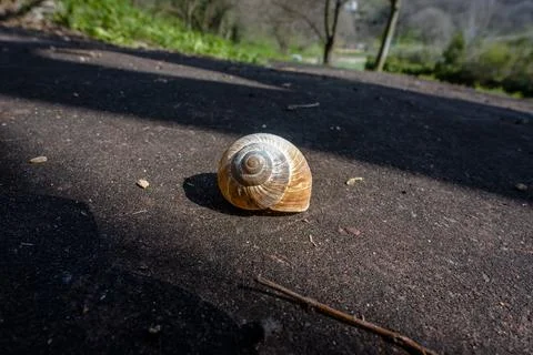 2023 03 05 Lonigo empty shell 1 Stock Photos