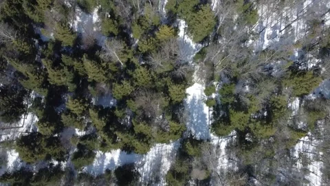 2023 03 22  foret Stock Footage 237324215