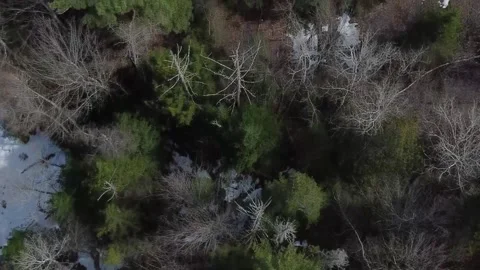 2023 04 12 foret Stock Footage 238517784