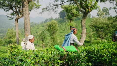 2023-06-01 - Haputale, Sri Lanka. Women pick tea leaves on green hillside Stock Footage 274547733