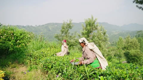 2023-06-01 - Haputale, Sri Lanka. Women harvest tea leaves in highland Stock Footage 274804365