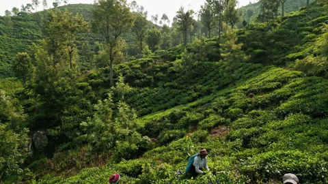 2023-06-01 - Haputale, Sri Lanka. Women in colorful clothes handpick tea leaves Stock Footage 274941714