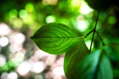 2023 06 11 Pai Cornus mas Stock Photos