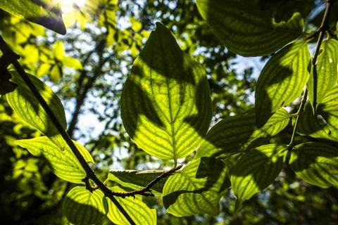 2023 06 11 Pai lights and shadows Stock Photos