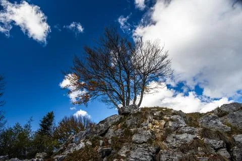 2023 11 05 Arsiero tree 11 Stock Photos