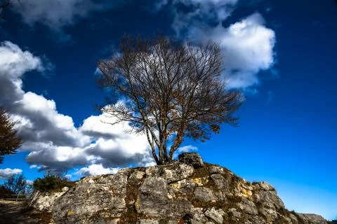 2023 11 05 Arsiero tree 12 Stock Photos