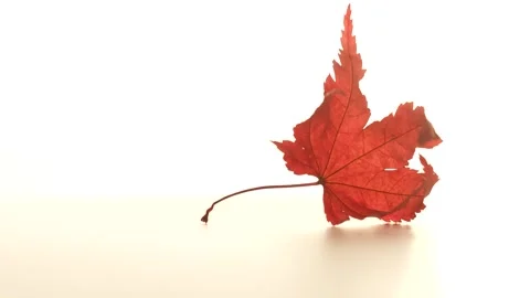 2023-11-25 C0570 Stock Footage 279632003