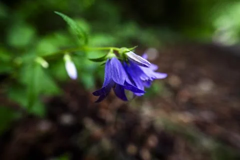 2023 7 30 Val Fredda Campanula rhomboidalis Stock Photos