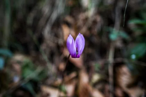 2023 7 30 Val Fredda Cyclamen purpurascenes 4 Stock Photos