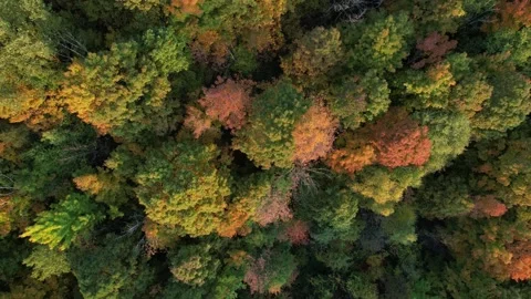 2023 BDStock 0004 Stock Footage 335698019