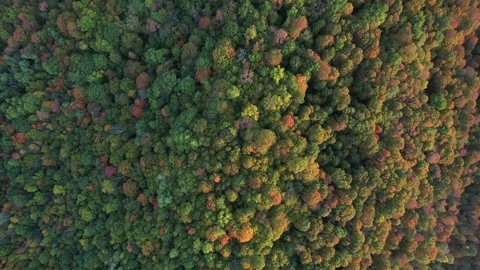 2023 BDStock 0005 Stock Footage 335698091