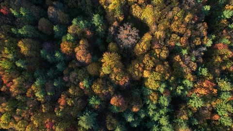 2023 BDStock 0067 Stock Footage 335703537