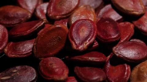 20230327 red melon seed Stock Footage 236917374
