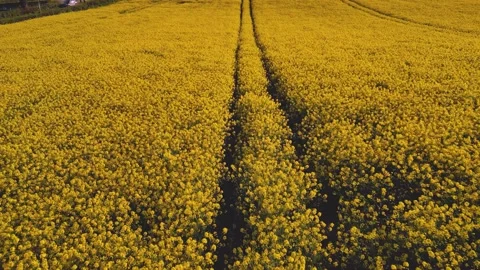20230424 Oilseed Rape Field push forward along tractor tracks Stock Footage 239456928