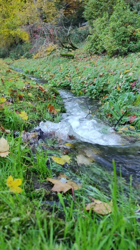 20231031 4K 60 forest stream 02 9x16 스톡 동영상 273516840