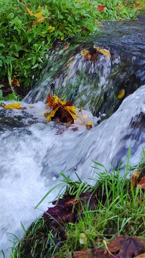 20231031 4K 60 forest stream 01 close up 9x16 스톡 동영상 273516868