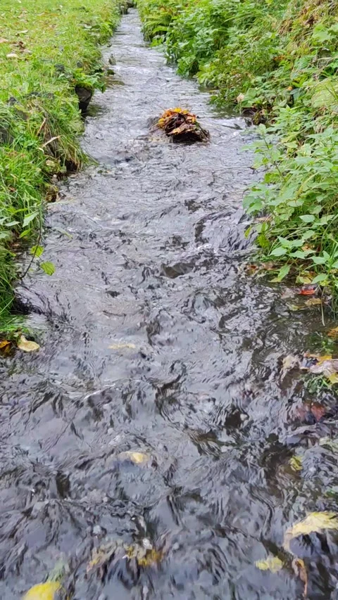 20231031 4K 60 forest stream 05 9x16 스톡 동영상 273516995